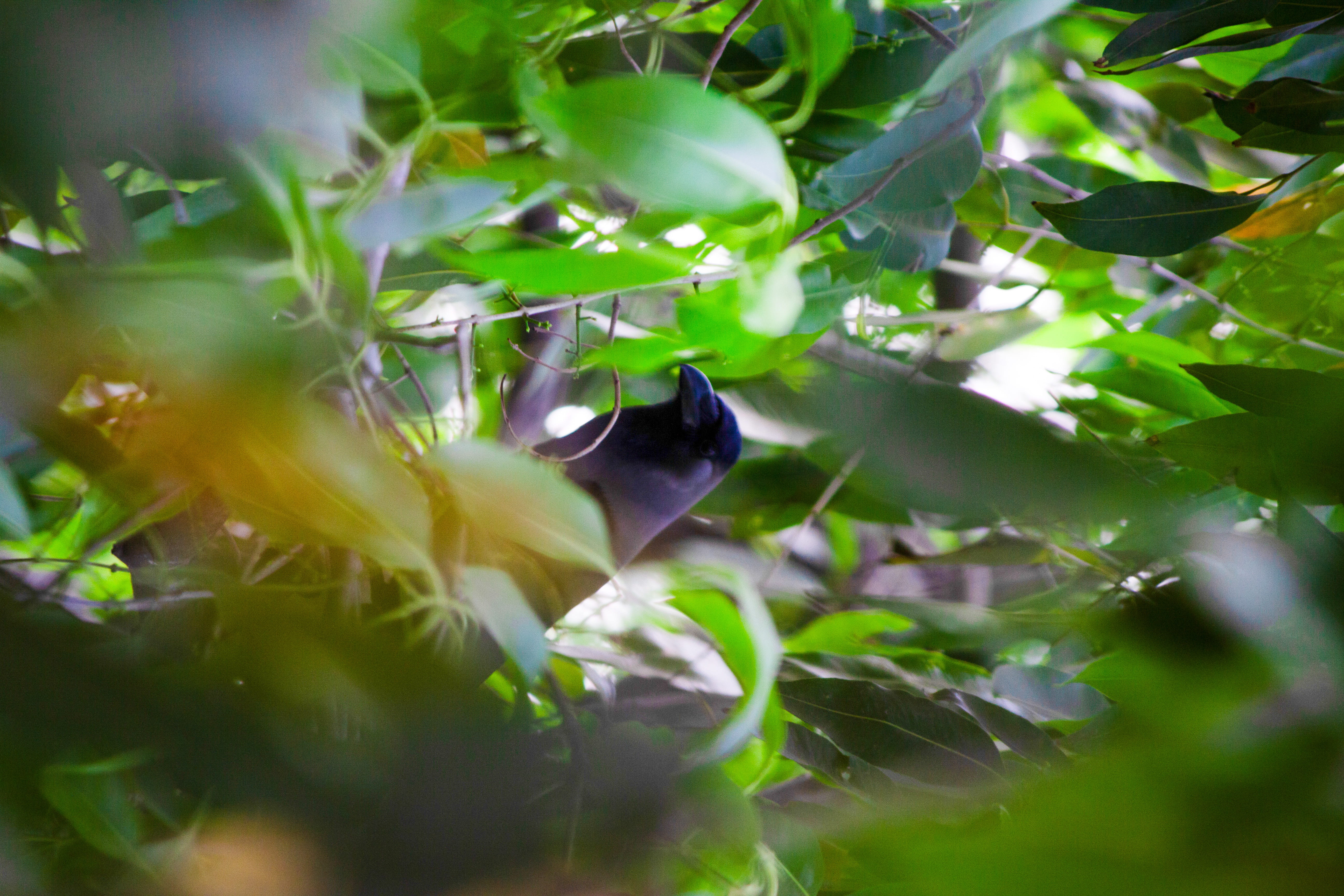Wildlife Photography